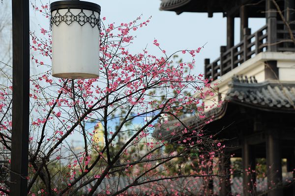 阜阳生态园梅园